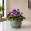 Live Plant - African Violet