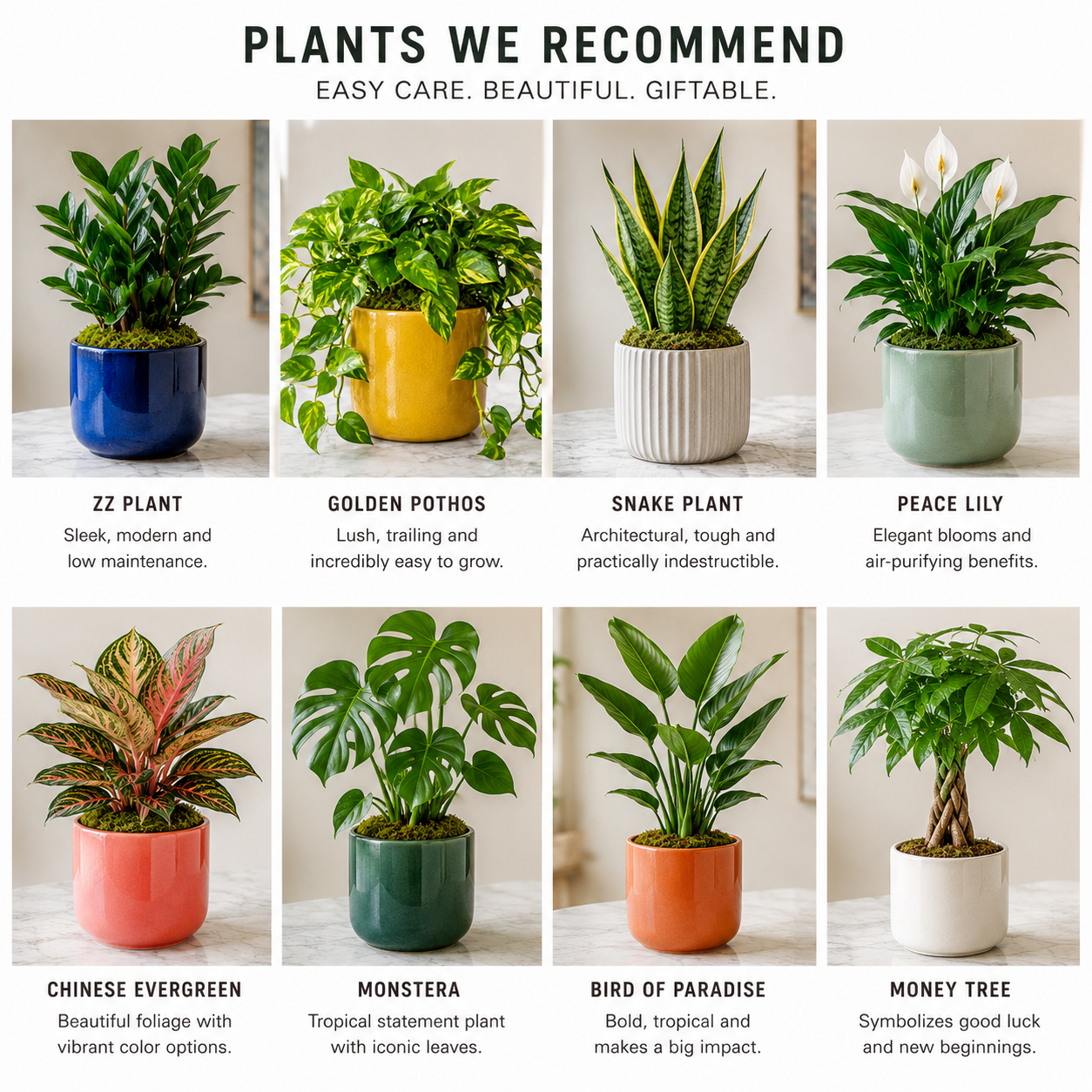 Live Plant - Designer's Choice