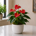 Live Plant - Anthurium