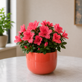 Live Plant - Azalea