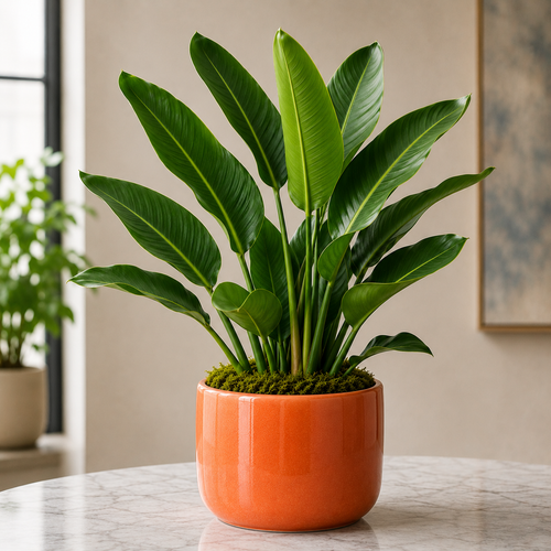 Live Plant - Tropical