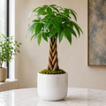 Live Plant - Braided Plant