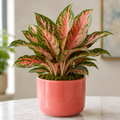 Live Plant - Chinese Evergreen