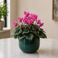 Live Plant - Cyclamen