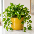 Live Plant - Golden Pothos