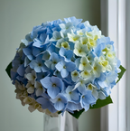 Ocean blue flower arrangement with hydrangeas peaceful bouquet Sparks Spanish Springs Reno Truckee Meadows