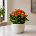 Live Plant - Kalanchoe