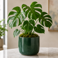Live Plant - Monstera
