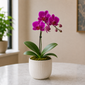 Live Plant - Orchid