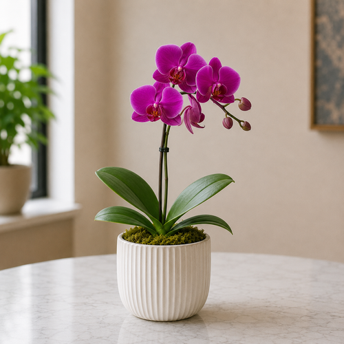 Live Plant - Orchid