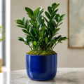 Live Plant - ZZ Plant